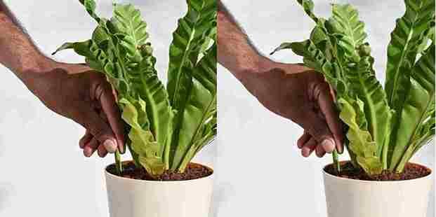 Plant Grow Fertilizer Sticks For Plants - 25 Stick Pack of 2 dime-store-in