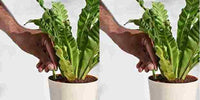 Thumbnail for Plant Grow Fertilizer Sticks For Plants - 25 Stick Pack of 2 dime-store-in