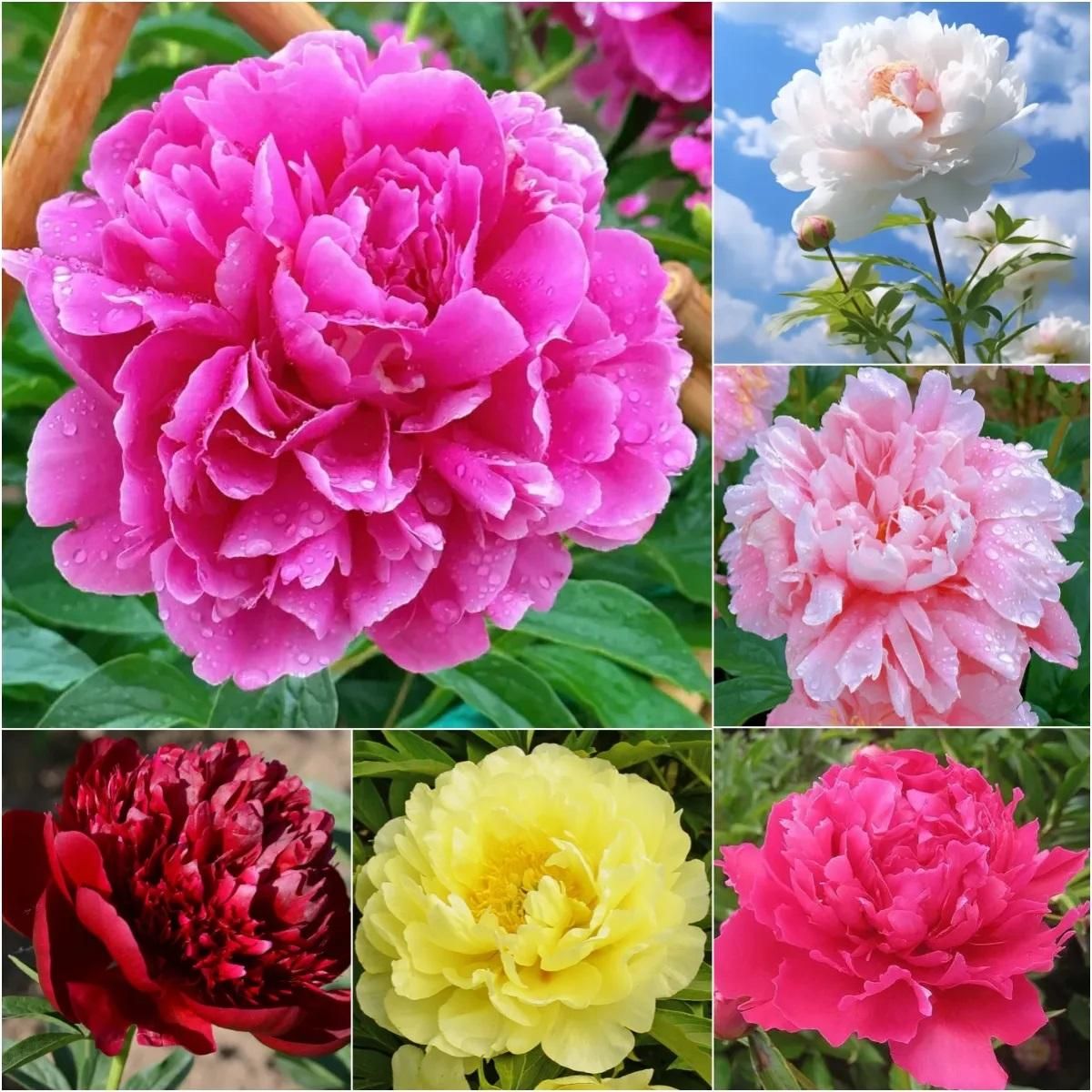 The Queen of Flowers?Peony Flower (Pack of 20) dime-store-in