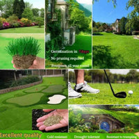 Thumbnail for Grass Seeds Hybrid Best For Your Beautiful Home Gardening  (Pack Of 100 seeds) (Pack of 1) dime-store-in