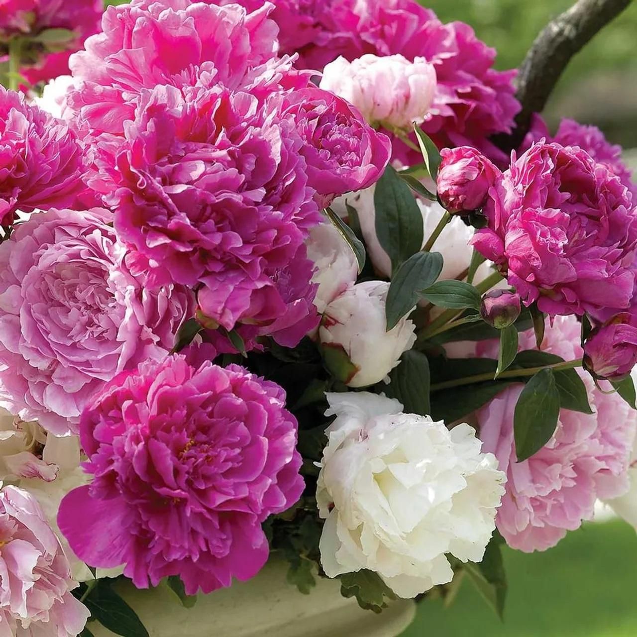 The Queen of Flowers?Peony Flower (Pack of 20) dime-store-in