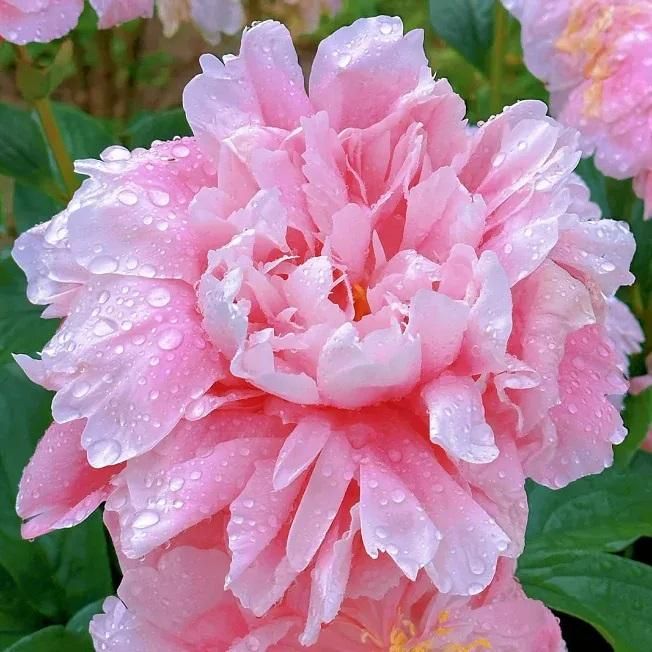 The Queen of Flowers?Peony Flower (Pack of 20) dime-store-in