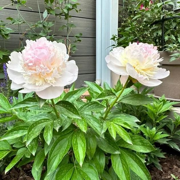 The Queen of Flowers?Peony Flower (Pack of 20) dime-store-in