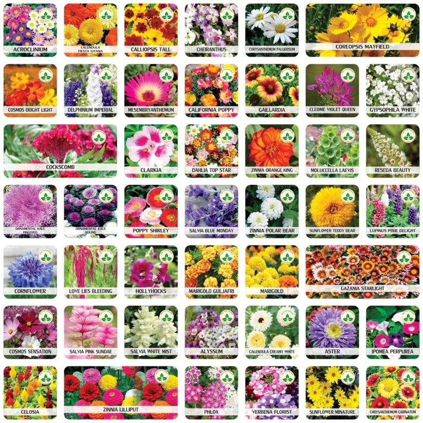 GroMax™ Winter Flower Seeds (Pack of 100) + FREE Plant Growth Supplement dime-store-in