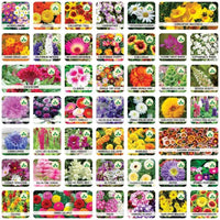 Thumbnail for GroMax™ Winter Flower Seeds (Pack of 100) + FREE Plant Growth Supplement dime-store-in