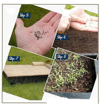 Thumbnail for GroMax™ Winter Flower Seeds (Pack of 100) + FREE Plant Growth Supplement dime-store-in