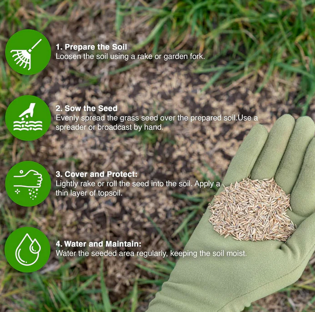 GroMax™ Grass Seeds - Best For Your Home Gardening | Pack Of 100 Seeds 🌱 dime-store-in