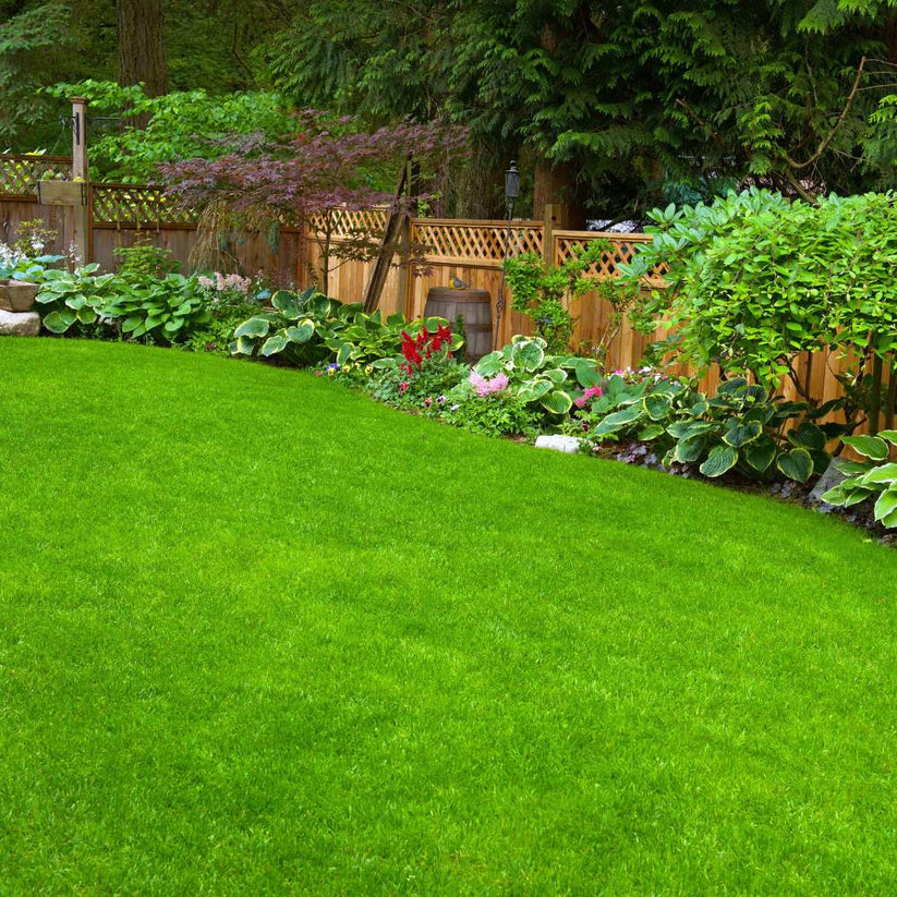 GroMax™ Grass Seeds - Best For Your Home Gardening | Pack Of 100 Seeds 🌱 dime-store-in