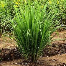 GroMax™ Grass Seeds - Best For Your Home Gardening | Pack Of 100 Seeds 🌱 dime-store-in